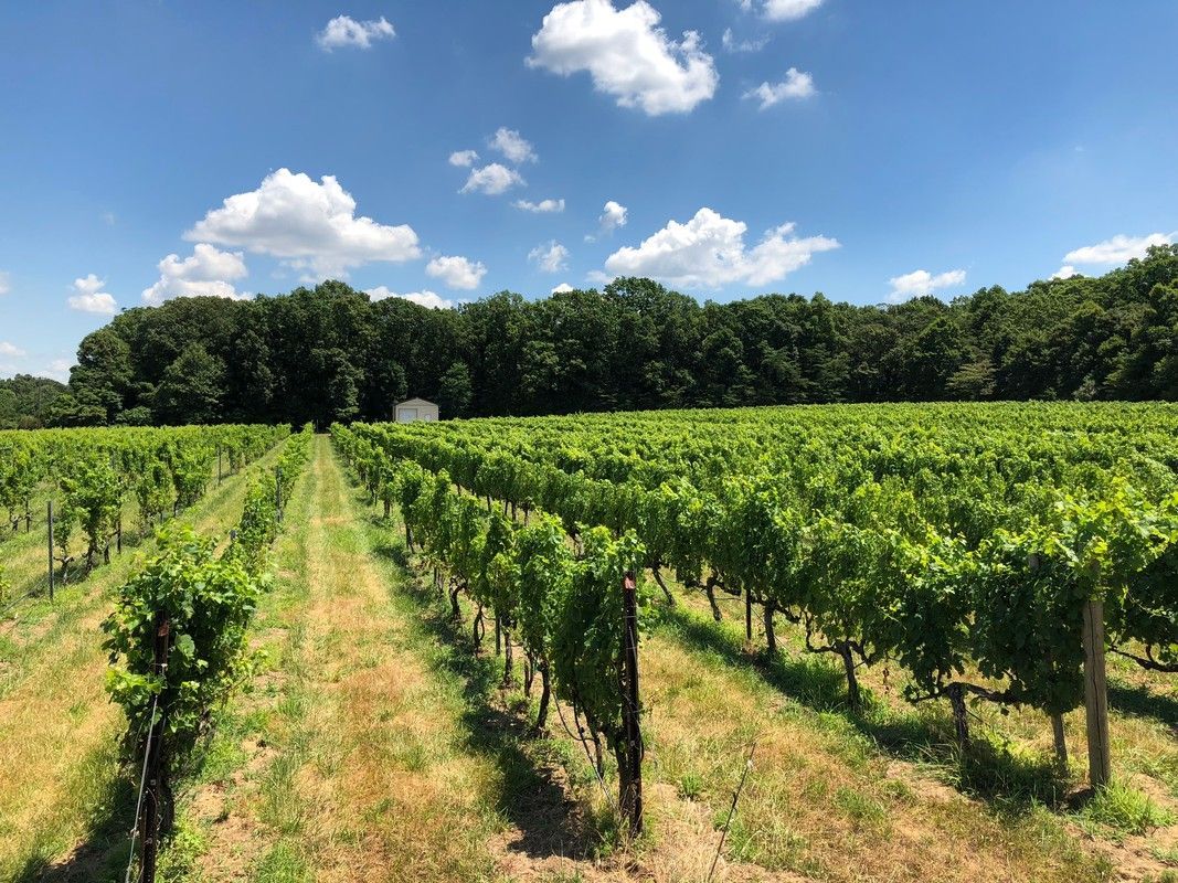 Engine One Vineyards Fairfield Twp