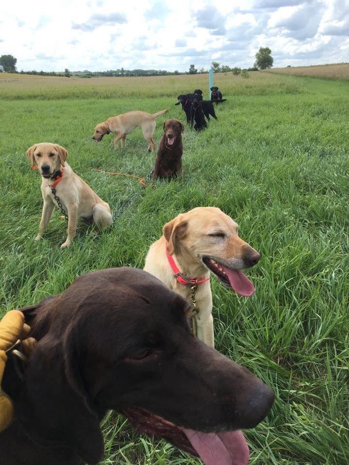 Labrador retrievers in a grassy field; some are sitting, others standing. They are various colors: yellow, brown, and black.