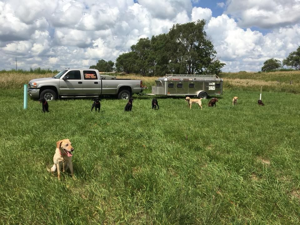 Silver truck with trailer, surrounded by dogs in a grassy field on a sunny day.