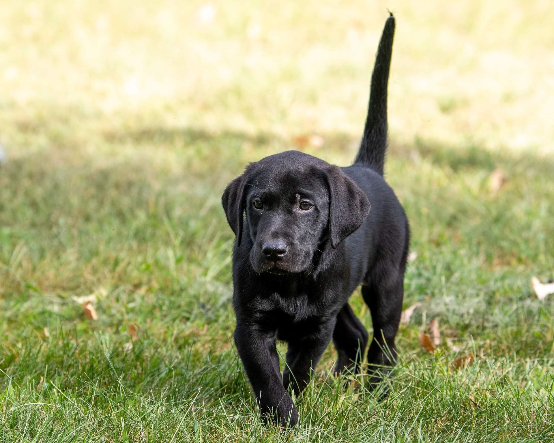 Black Labrador puppy walking on grass, tail up, looking forward.