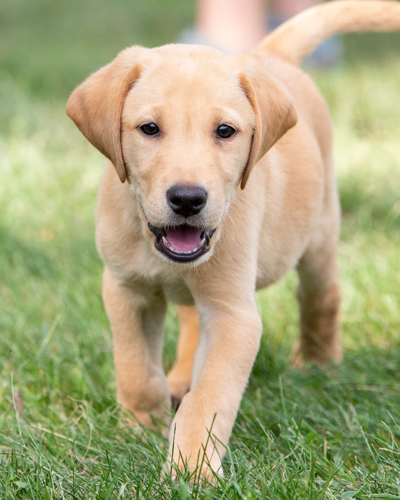 Yellow Labrador puppy walking towards the camera on green grass, mouth open.