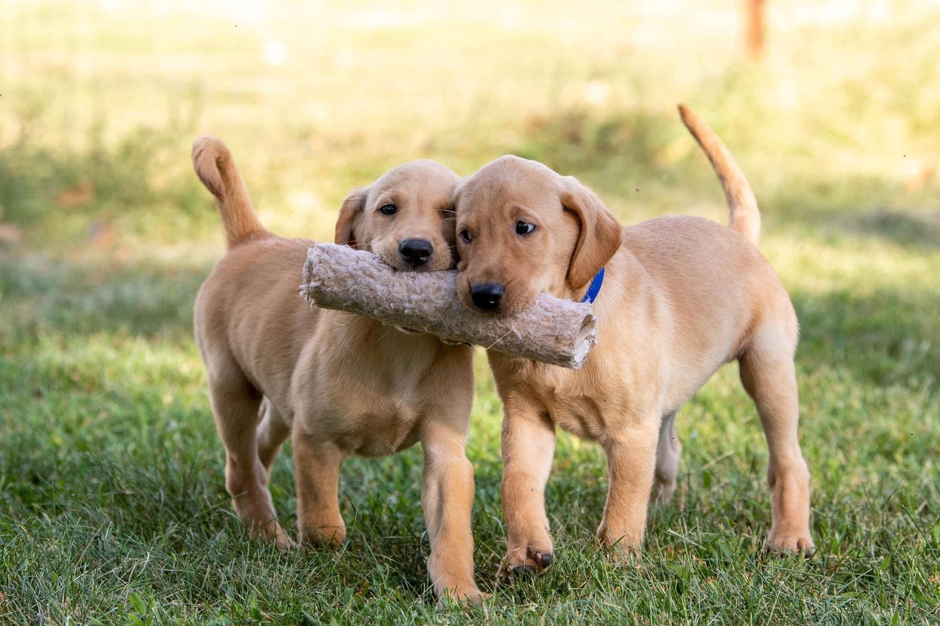 Two yellow Labrador puppies playing on grass, each holding a chew toy.