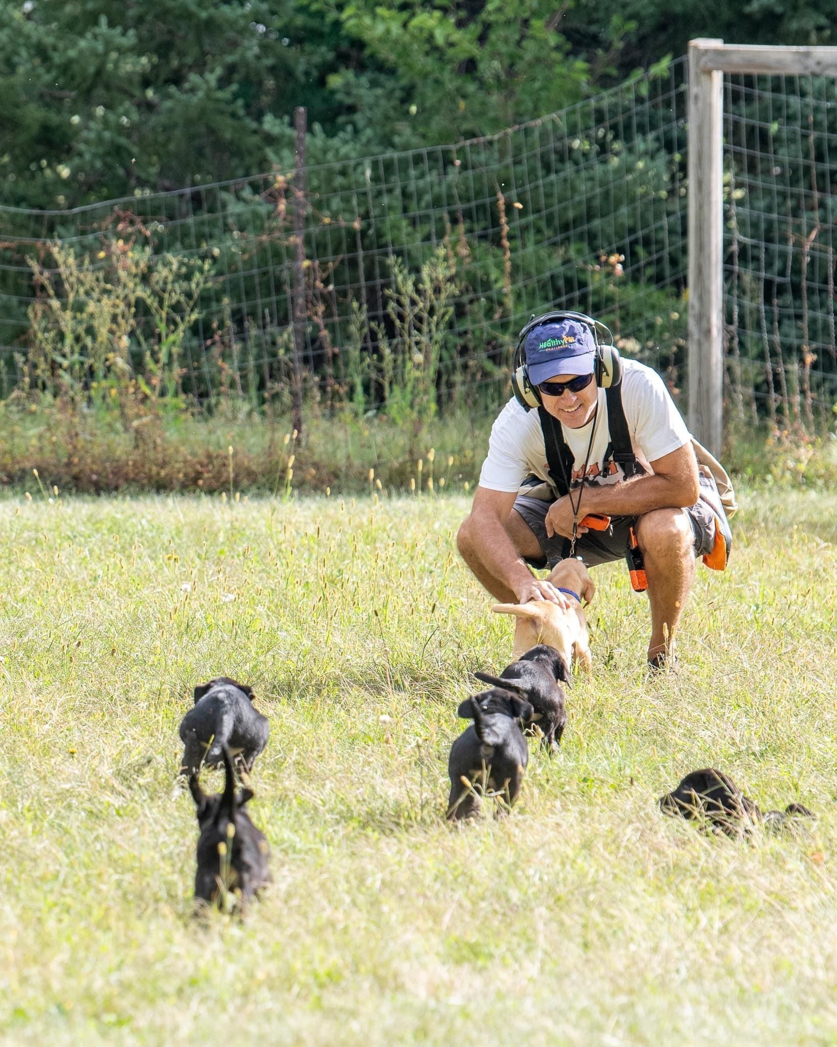 Man in sunglasses and headphones squats, guiding black puppies in a grassy field.