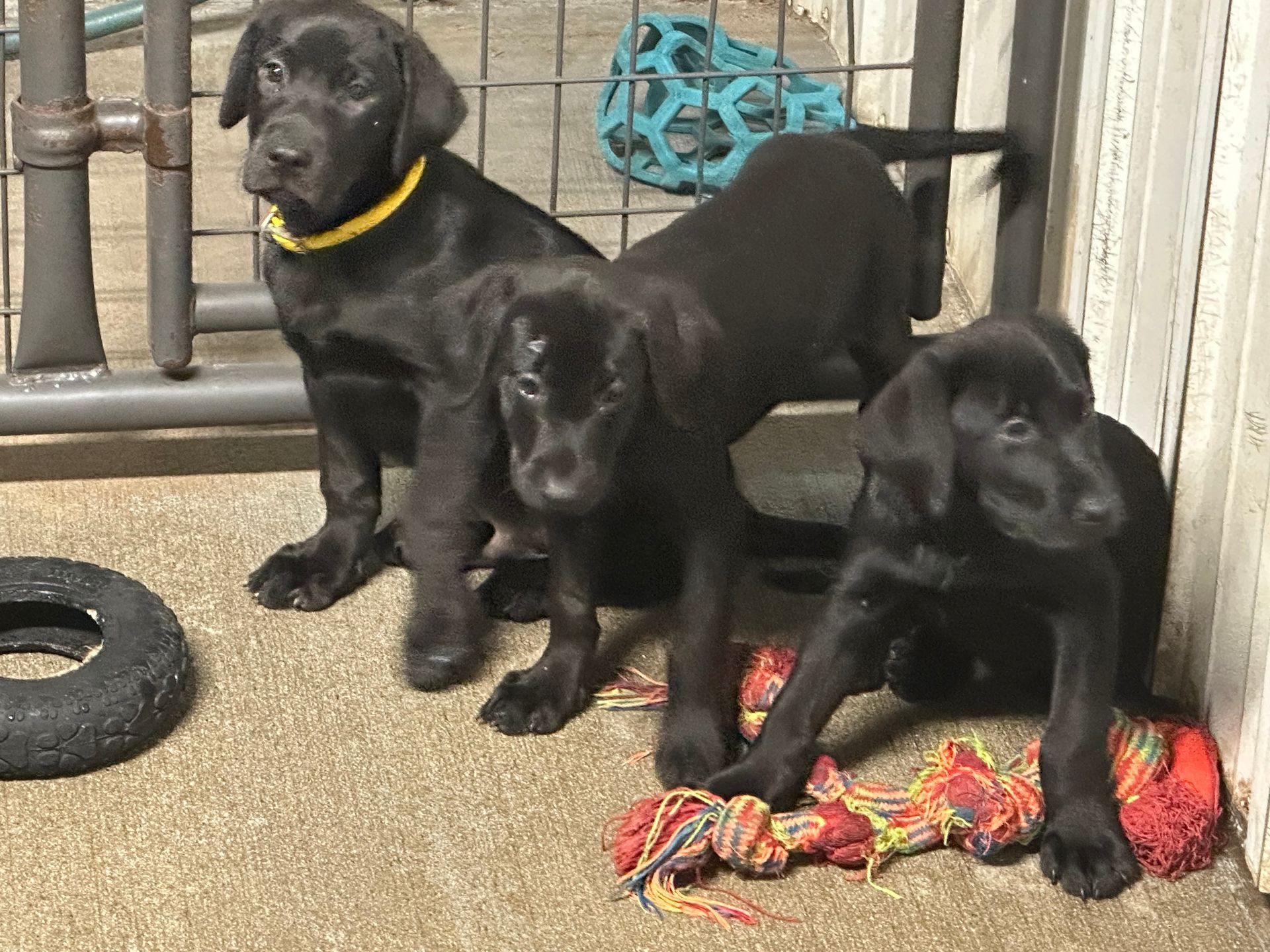 Three black Labrador puppies, one wearing a yellow collar, sitting together near a toy.