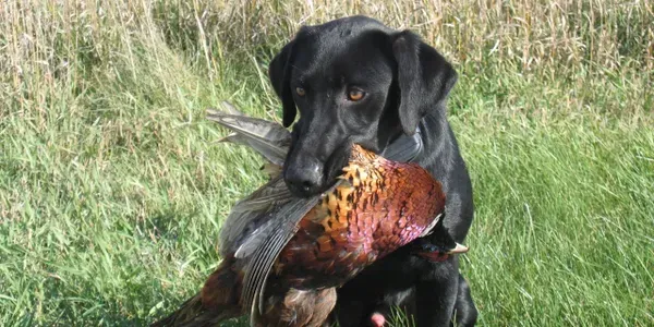 Black dog holding a colorful pheasant in its mouth in a grassy field.