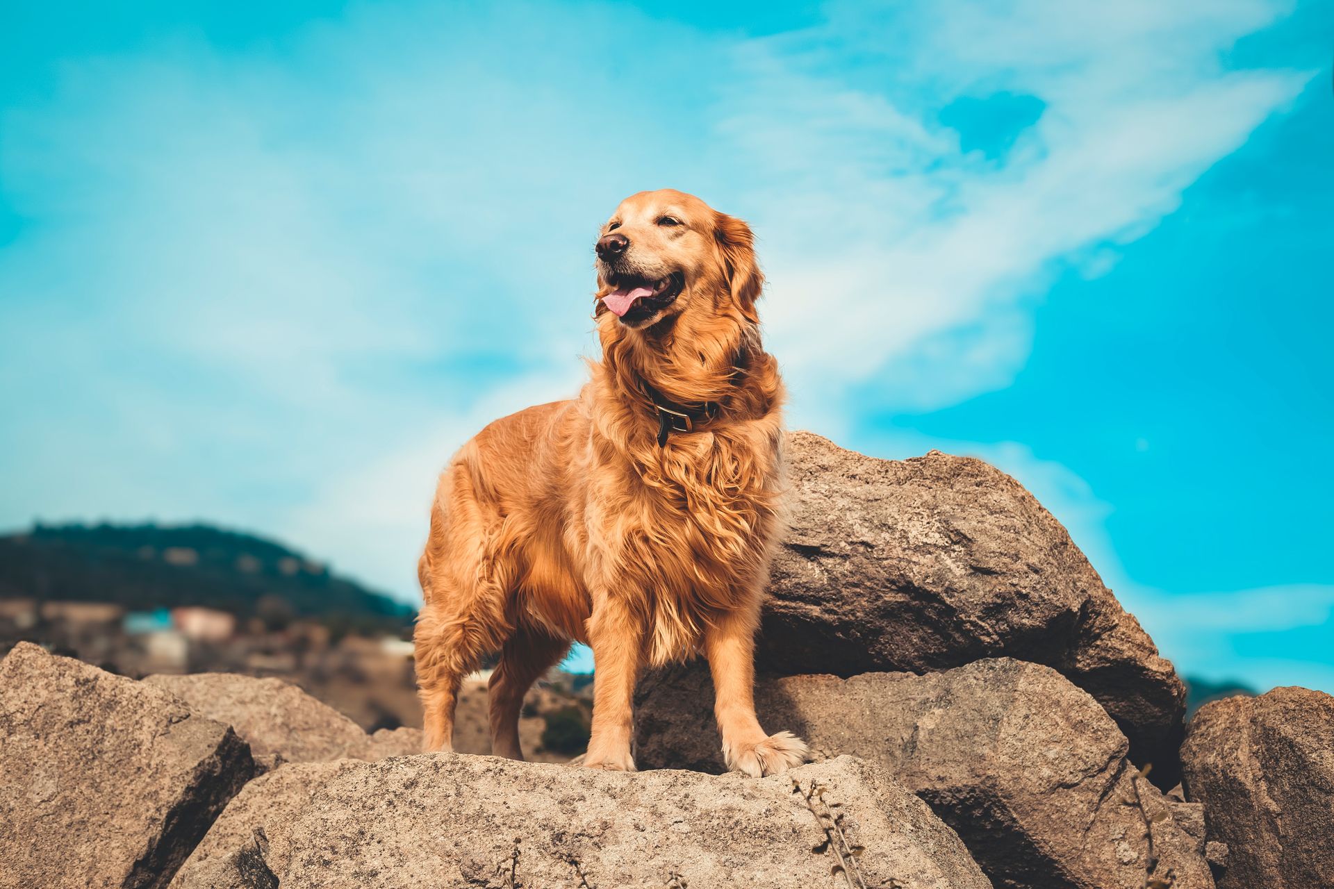 Golden retriever standing on rocks, looking toward the bright blue sky.