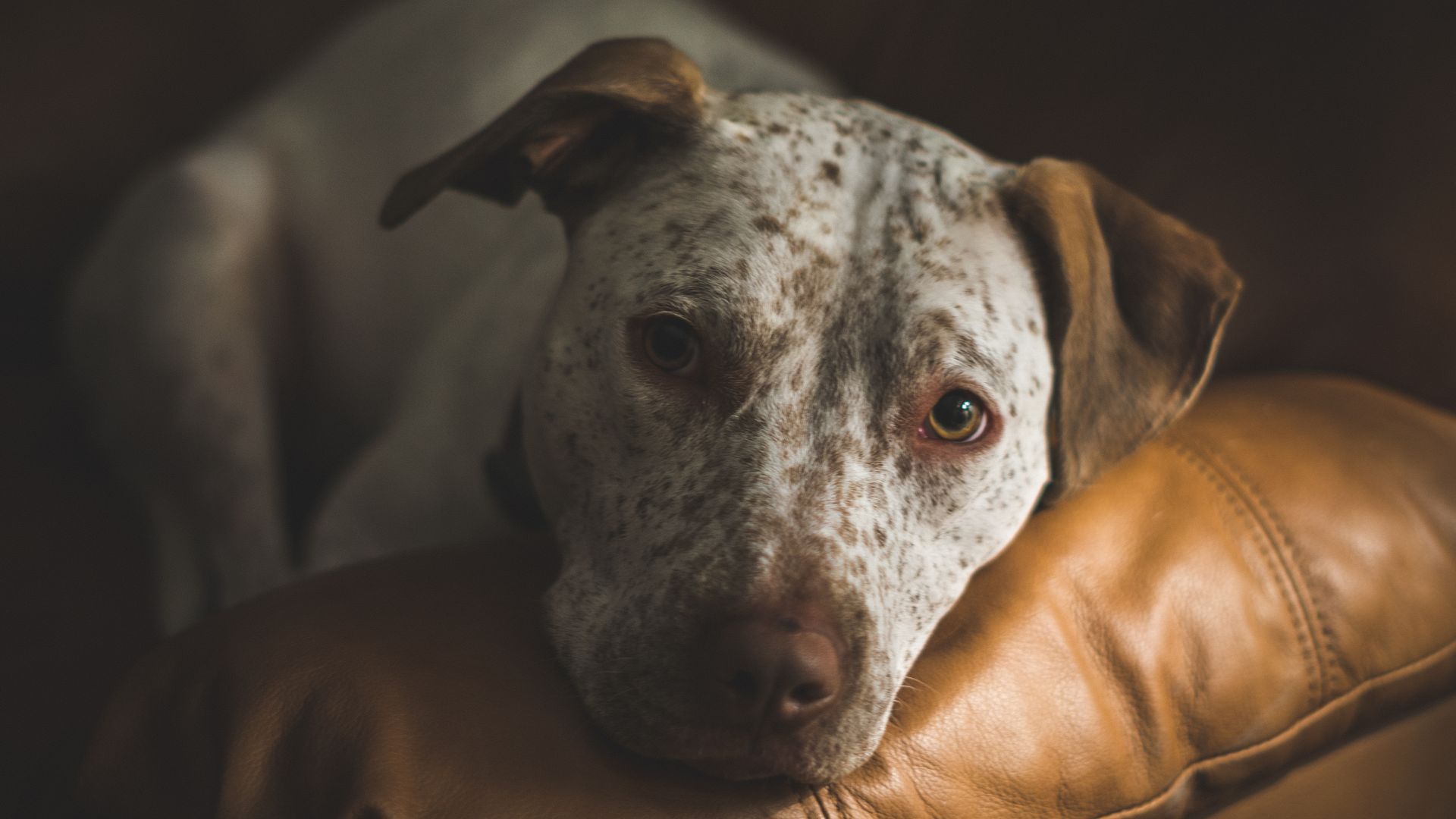 Dog with spotted fur and brown ears resting on a brown leather couch.