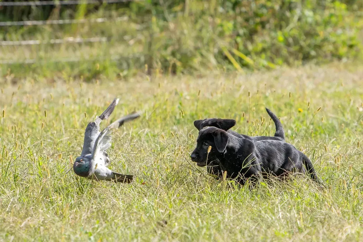 Black puppy chasing a bird in a grassy field on a sunny day.