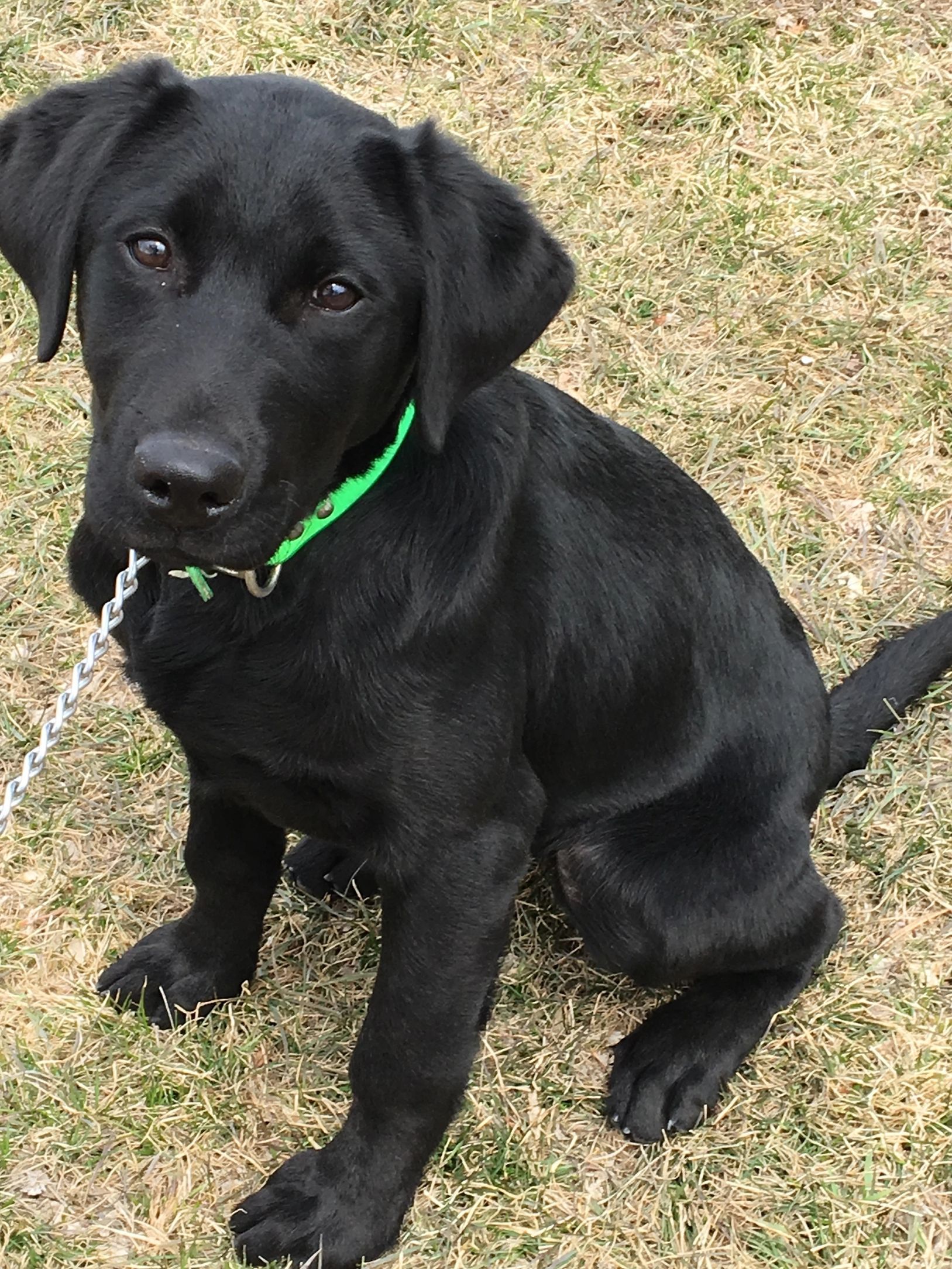 Black Labrador puppy sitting on grass, wearing a green collar.