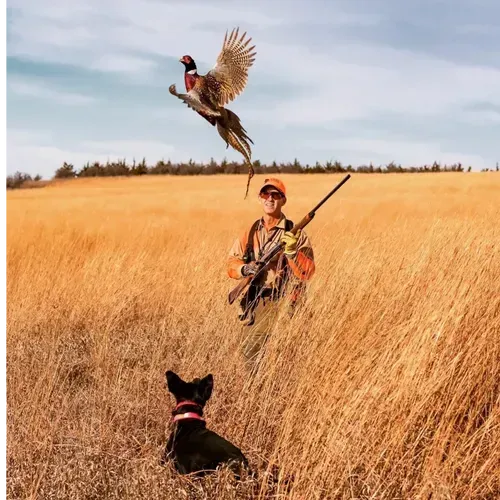 Hunter in field aims at pheasant taking flight; dog looks on.