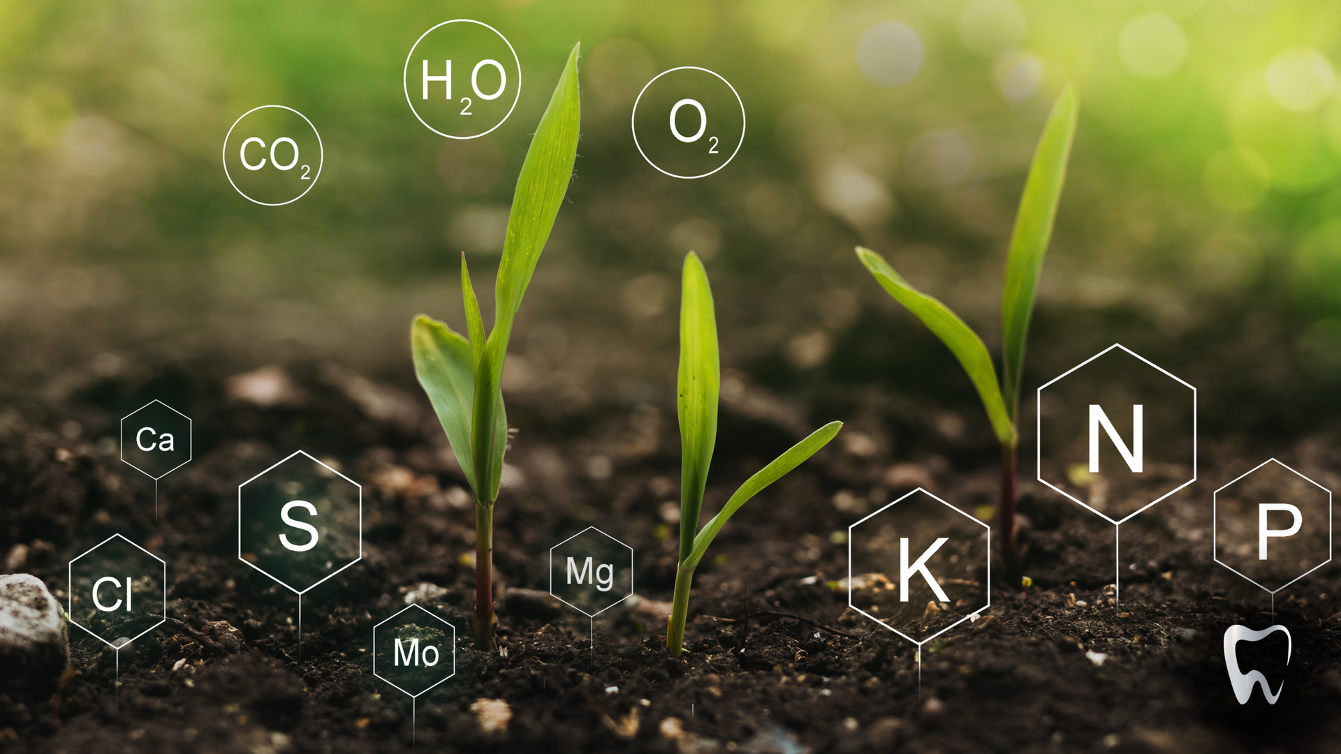 A close up of a plant growing out of the ground surrounded by chemical formulas.