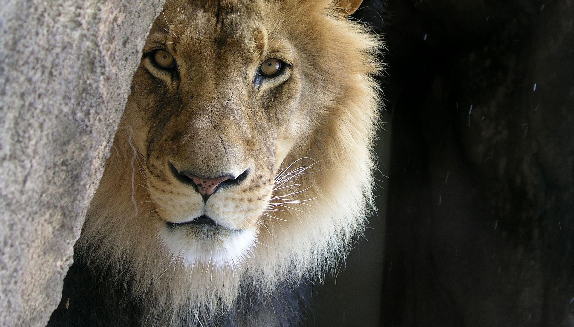 A close up of a lion 's face behind a rock.