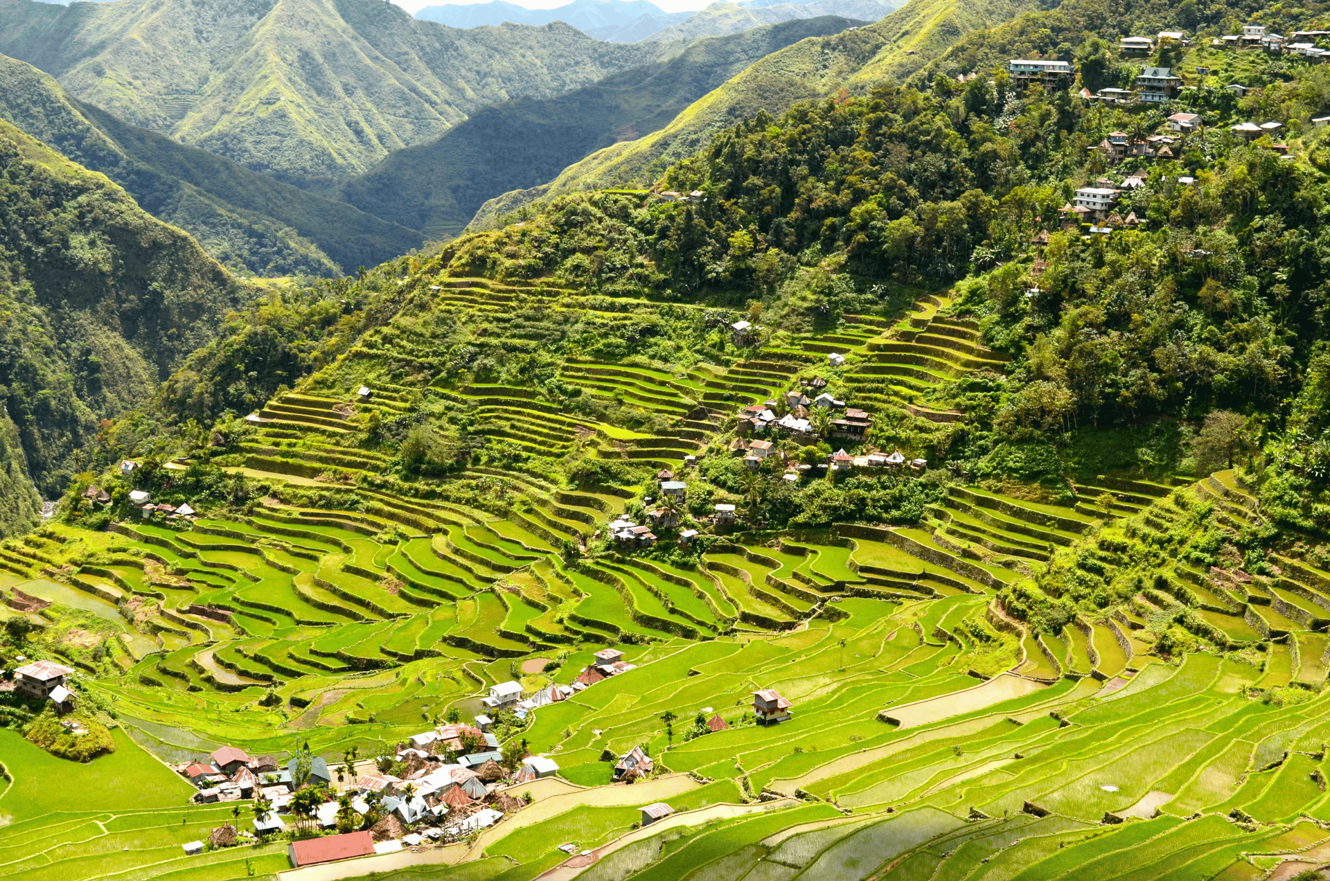 Des rizières en terrasses dévalant une montagne aux Philippines, avec de petites maisons de village nichées entre elles.