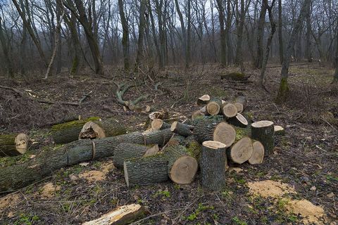 cut woods in the soil