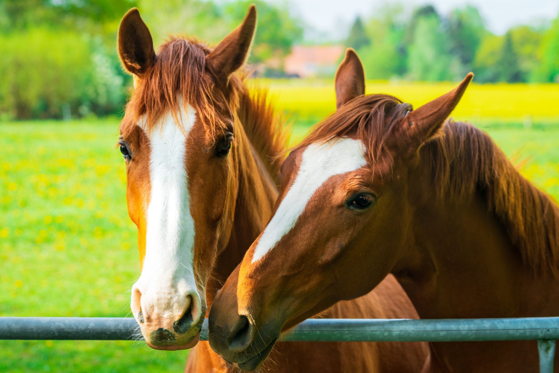 Two brown horses are standing next to each other behind a fence.