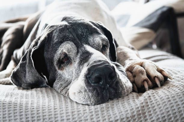 A dog is laying on a bed with its head on a pillow.