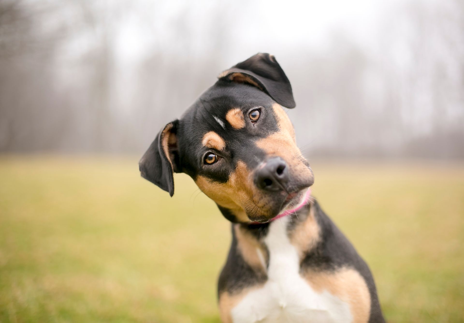 A black and brown dog is looking up at the camera in a field.