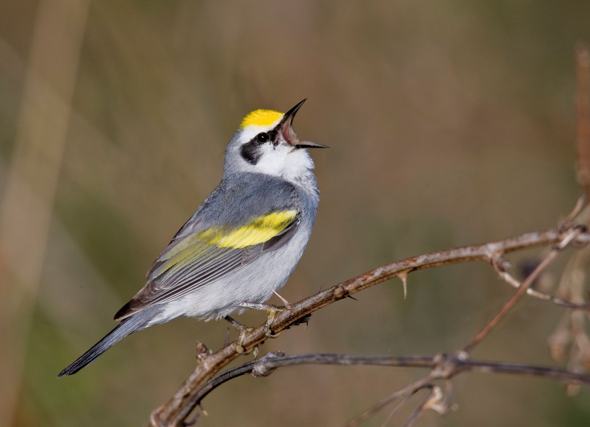A small bird is perched on a branch with its beak open.