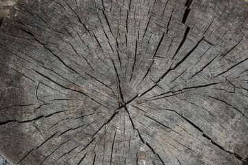 A close up of a tree stump showing the grain and cracks.