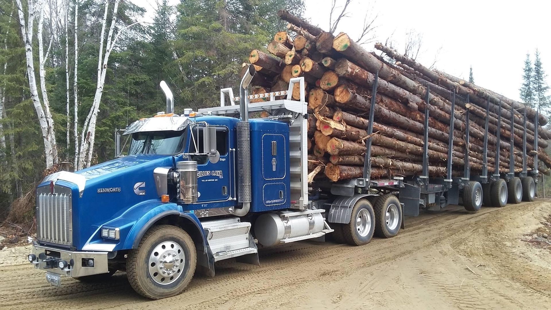 Un semi-remorque bleu transporte des grumes sur un chemin de terre.