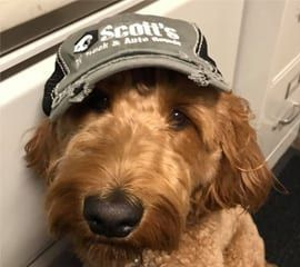 Golden doodle dog wearing a gray cap with business logo, indoors.