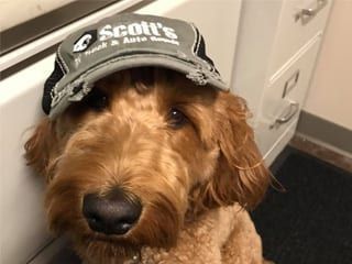 Golden doodle wearing a Scott's Truck & Auto hat.