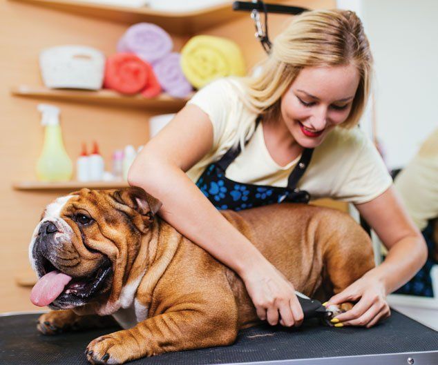 Cat Claw Care — Drive, Dallas, TX — Smith Animal Clinic Cat Claw Care — Drive, Dallas, TX — Smith Animal Clinic