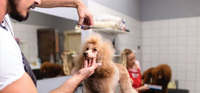 Groomer with a Dog — Drive, Dallas, TX — Smith Animal Clinic Groomer with a Dog — Drive, Dallas, TX — Smith Animal Clinic