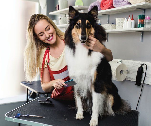 Female Groomer Brushing Rough Collie Dog — Drive, Dallas, TX — Smith Animal Clinic Female Groomer Brushing Rough Collie Dog — Drive, Dallas, TX — Smith Animal Clinic