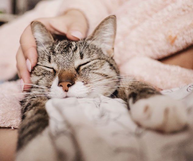 Grooming Salon — Drive, Dallas, TX — Smith Animal Clinic Grooming Salon — Drive, Dallas, TX — Smith Animal Clinic