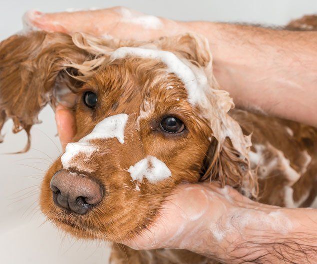 Spaniel Dog Taking a Shower — Drive, Dallas, TX — Smith Animal Clinic Spaniel Dog Taking a Shower — Drive, Dallas, TX — Smith Animal Clinic