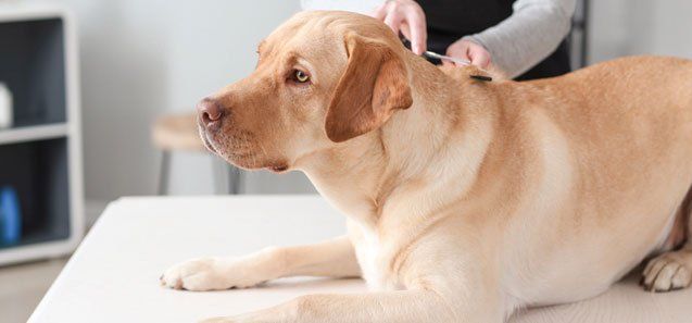 Dog with Groomer in Salon — Drive, Dallas, TX — Smith Animal Clinic Dog with Groomer in Salon — Drive, Dallas, TX — Smith Animal Clinic