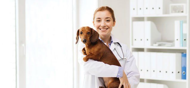 Doctor with Dog at Vet Clinic — Drive, Dallas, TX — Smith Animal Clinic Doctor with Dog at Vet Clinic — Drive, Dallas, TX — Smith Animal Clinic