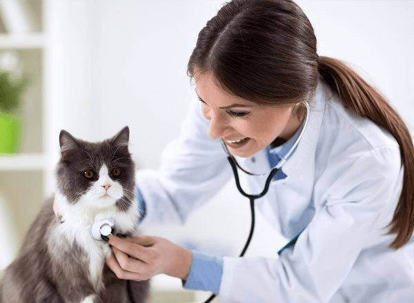 Persian Cat With Veterinarian Doctor— Drive, Dallas, TX — Smith Animal Clinic Persian Cat With Veterinarian Doctor— Drive, Dallas, TX — Smith Animal Clinic