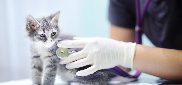 Veterinary Doctor Using Stethoscope for Kitten — Drive, Dallas, TX — Smith Animal Clinic Veterinary Doctor Using Stethoscope for Kitten — Drive, Dallas, TX — Smith Animal Clinic