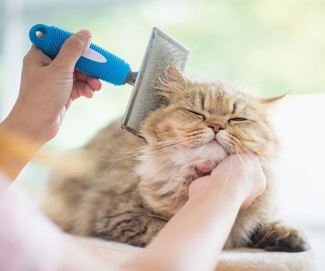 Woman Using a Comb Brush the Persian Cat — Drive, Dallas, TX — Smith Animal Clinic Woman Using a Comb Brush the Persian Cat — Drive, Dallas, TX — Smith Animal Clinic