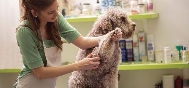 Groomer is Cutting a Dog Hair — Drive, Dallas, TX — Smith Animal Clinic Groomer is Cutting a Dog Hair — Drive, Dallas, TX — Smith Animal Clinic