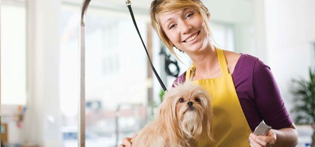 Dog with Groomer in Salon — Drive, Dallas, TX — Smith Animal Clinic Dog with Groomer in Salon — Drive, Dallas, TX — Smith Animal Clinic