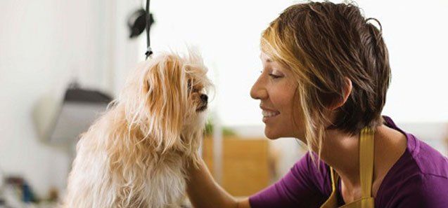 Groomer with a Dog — Drive, Dallas, TX — Smith Animal Clinic Groomer with a Dog — Drive, Dallas, TX — Smith Animal Clinic