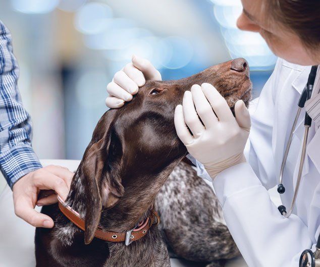 Doctor Examines the Dog's Eyes — Drive, Dallas, TX — Smith Animal Clinic Doctor Examines the Dog's Eyes — Drive, Dallas, TX — Smith Animal Clinic