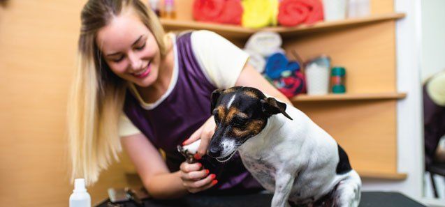 Grooming Salon — Drive, Dallas, TX — Smith Animal Clinic Grooming Salon — Drive, Dallas, TX — Smith Animal Clinic