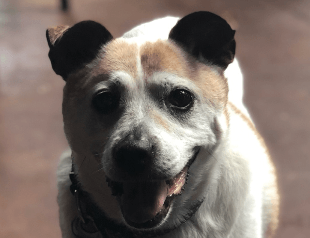 Vet Doctor Checking Eyes— Drive, Dallas, TX — Smith Animal Clinic Vet Doctor Checking Eyes— Drive, Dallas, TX — Smith Animal Clinic