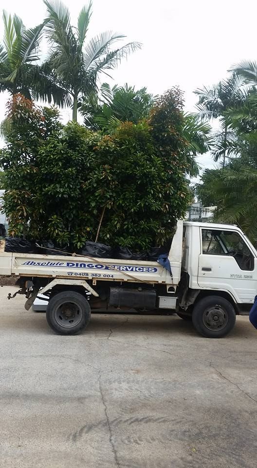 A White Truck With A Tree In The Back Is Parked On The Side Of The Road — Absolute Dingo Services in White Rock, QLD
