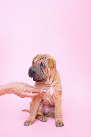 A black and white chihuahua dog is standing on a pink background.