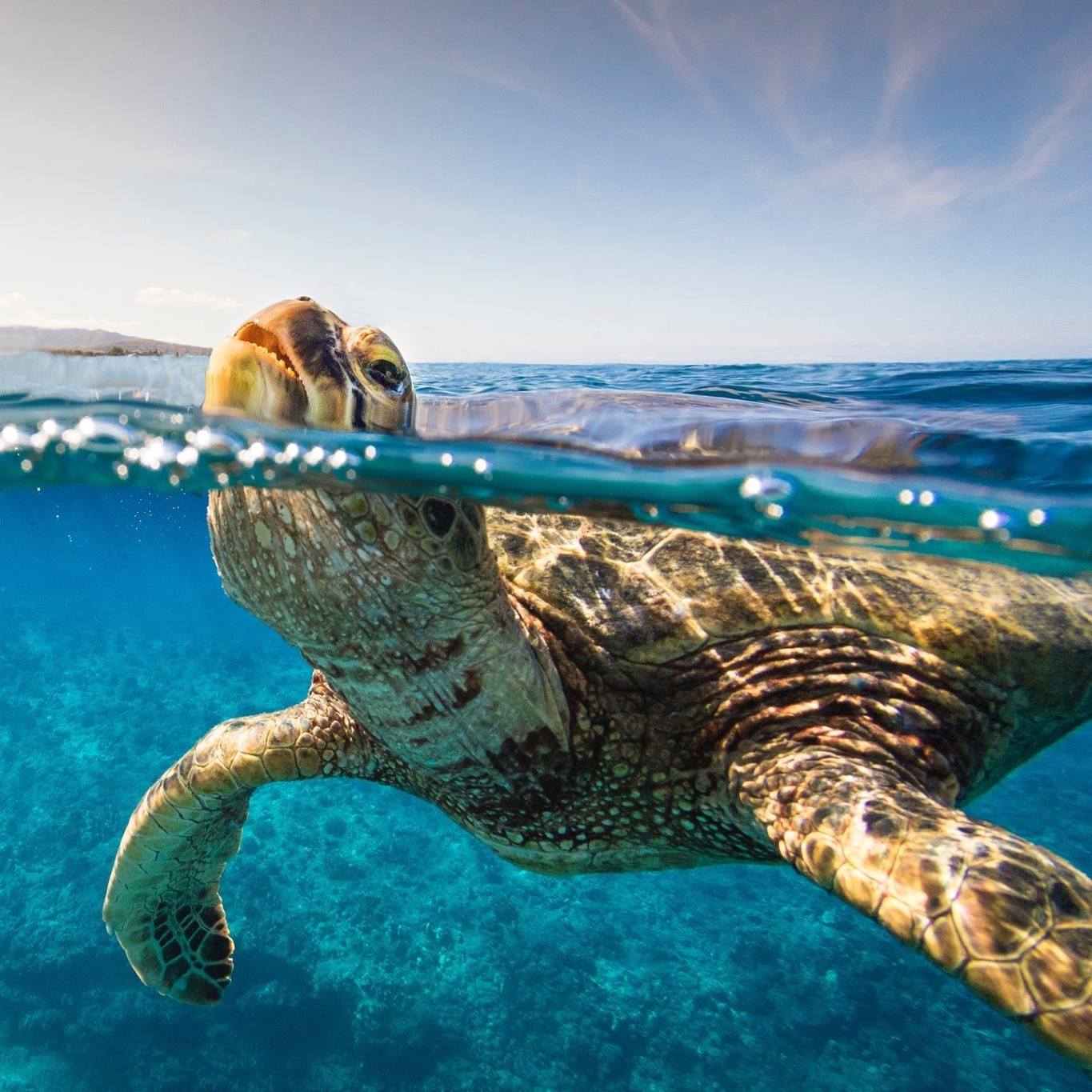 Kona Shore Excursions