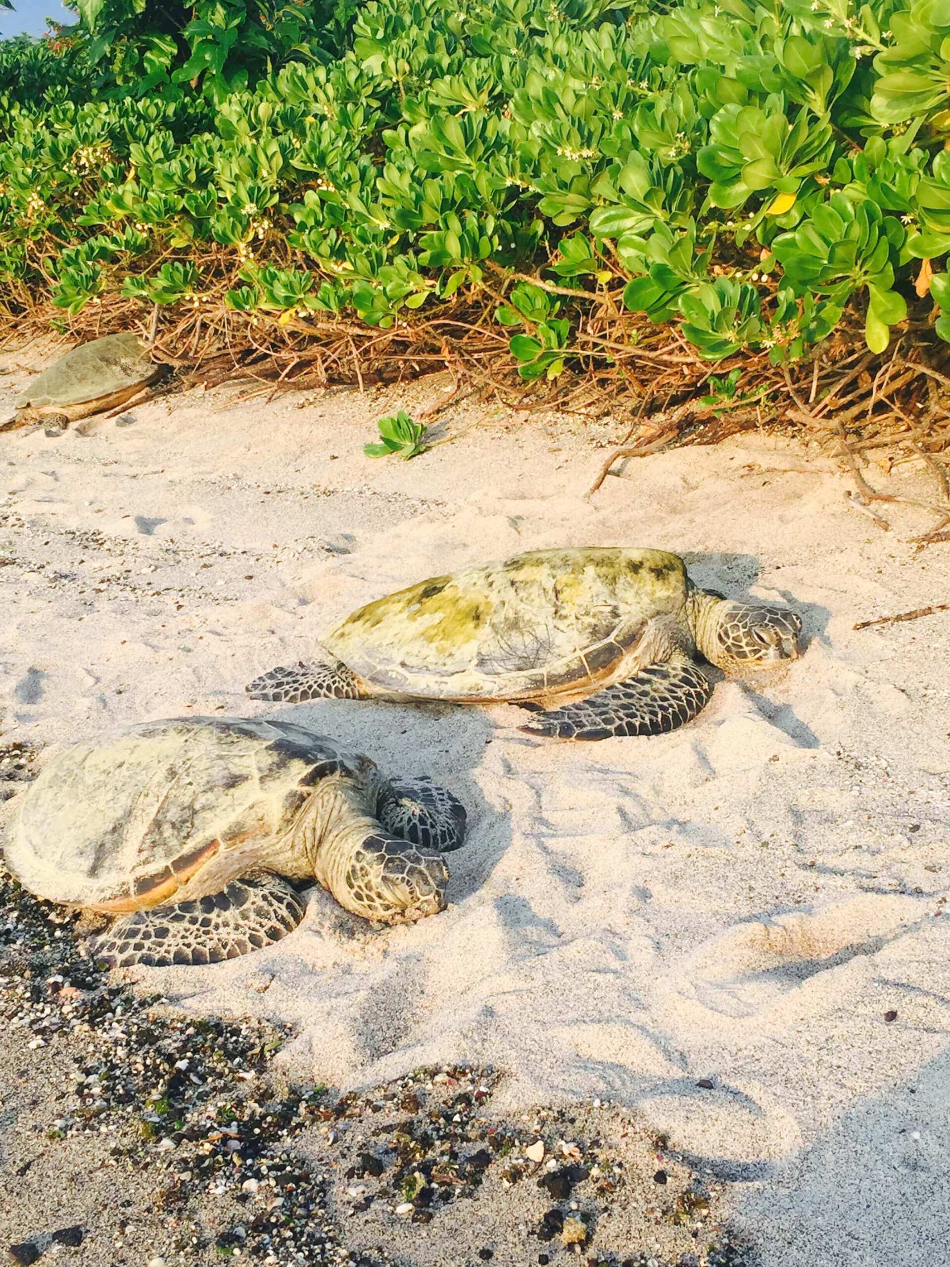 Sea Turtle beach Kailua Kona Shore excursion