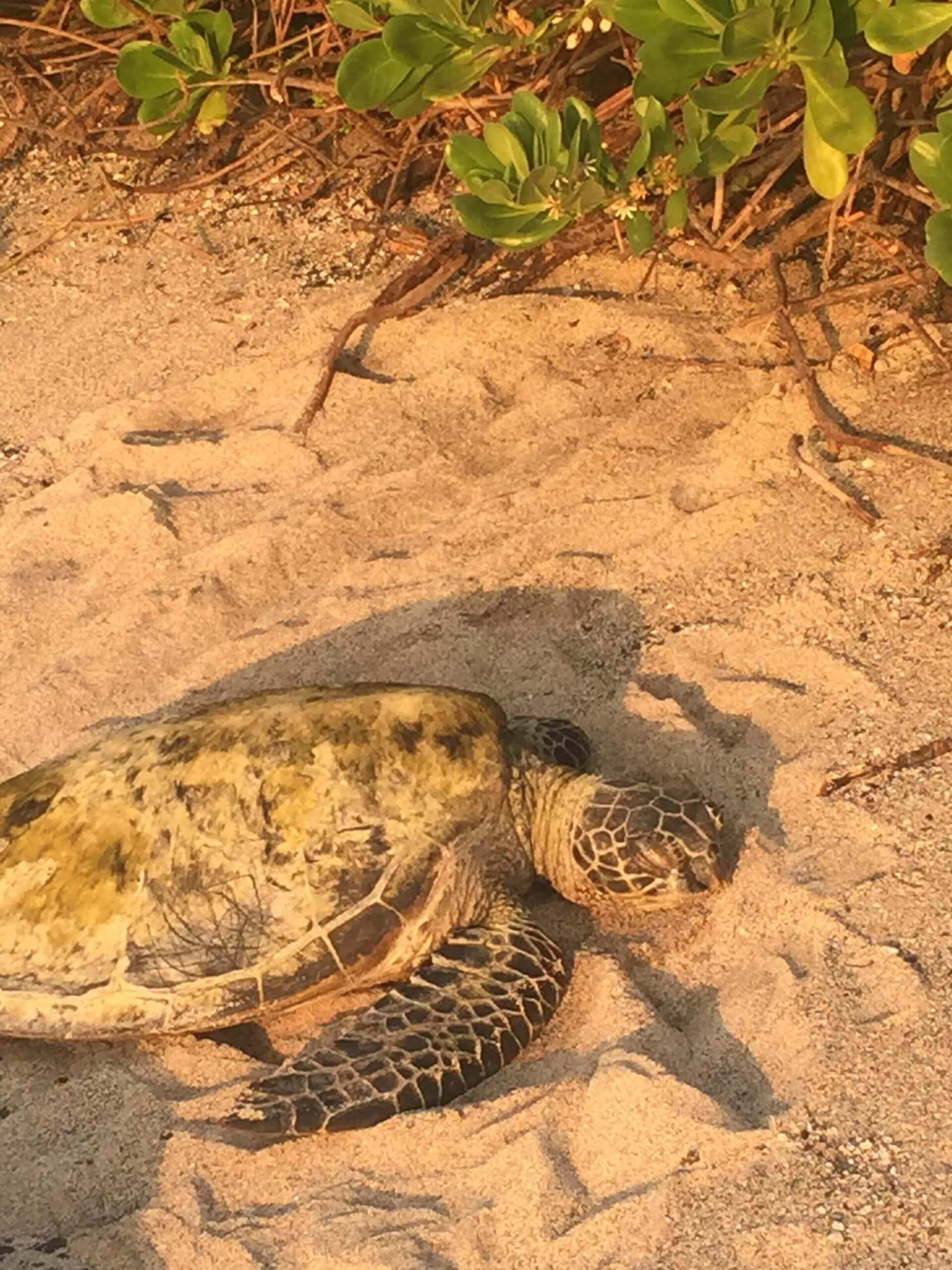 Sea Turtle beach Kailua Kona Shore excursion