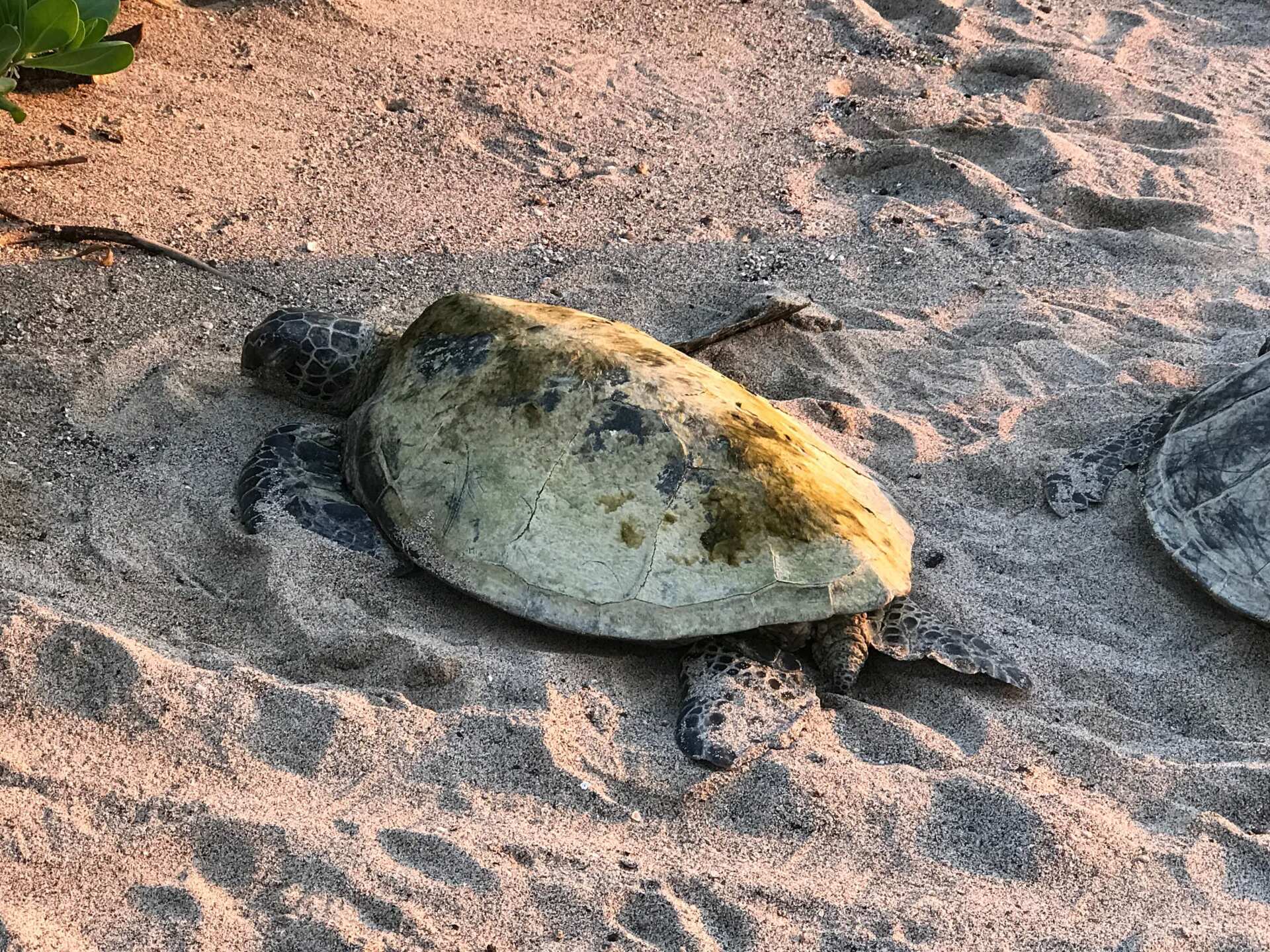 Sea Turtle on tours in Kailua Kona