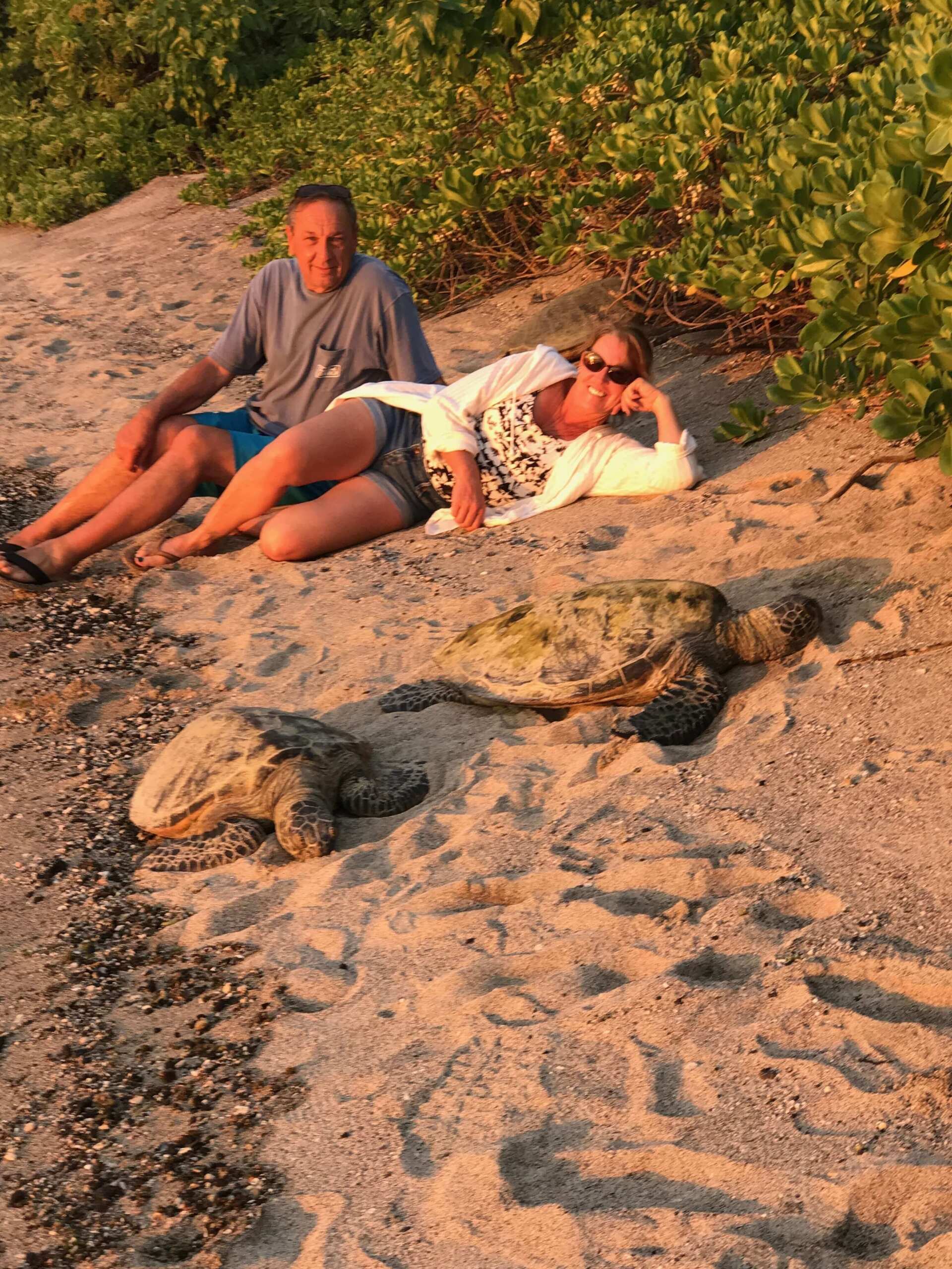 Sea turtles in Kaillua Kona Hawaii