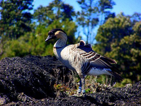 Hawaii Volcanoes National Park